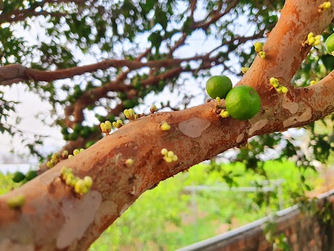 高雄美濃欣欣幼兒園